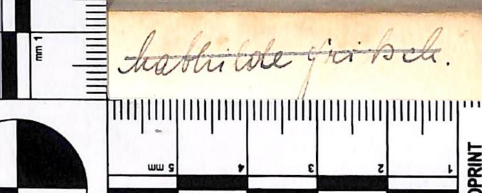 - (Fritsch[?], Mathilde), Von Hand: Name; 'Mathilde Fritsch.'. 