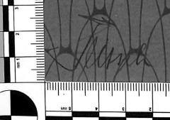 - (Jeitsch[?], [?]), Von Hand: Name; 'Jeitsch[?]'. 