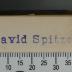- (Spitzer, David), Stempel: Name, Exlibris; 'David Spitzer'.  (Prototyp)
