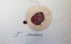 - (Anschel[?], F.), Siegel: ; 'FA'.  (Prototyp)