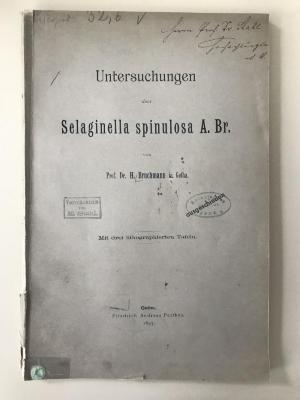  Untersuchungen über Selaginella spinulosa A. Br. (1897)