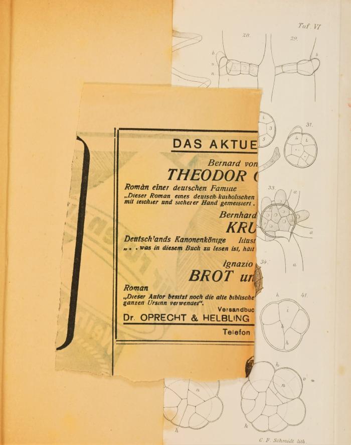 Zeitungsausschnitt