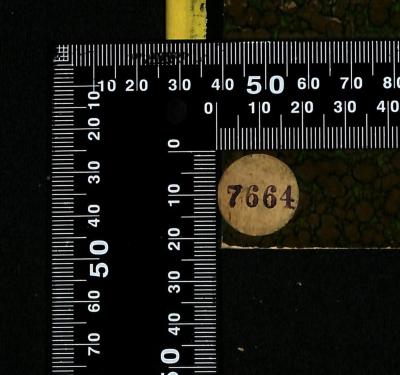 - (Jüdische Gemeinde zu Berlin), Etikett: Exemplarnummer; '7664'. 