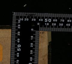 -, Von Hand: Exemplarnummer; '11'