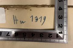 - (Institut zur Erforschung der Judenfrage), Von Hand: Nummer, Signatur; 'Hw 1319'. 