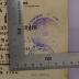 - (Bibliotheca Carmelitana Merkelbeek), Stempel: Abbildung, Berufsangabe/Titel/Branche, Ortsangabe; 'Bibliotheek Carmelitarum
Merkelbeek'.  (Prototyp)