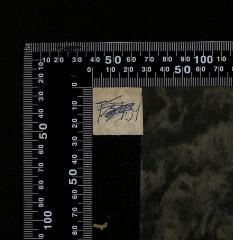 - (The National Library of Israel;Leo Baeck Institute Jerusalem), Durchgestrichen: Exemplarnummer; 'T3431'. 