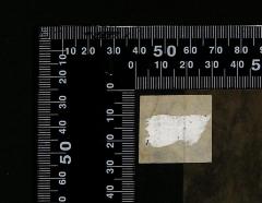 - (The National Library of Israel;Leo Baeck Institute Jerusalem), Übermalt: Exemplarnummer; 'T[....]'. 