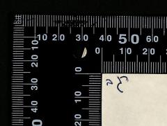- (Regev, Menahem), Von Hand: Autogramm; 'רגב'. 