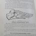 Km 250: The human foot : anatomy, deformities and treatment ([1920])