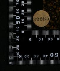 - (Jüdische Gemeinde zu Berlin), Stempel: Exemplarnummer; '22385'. 
