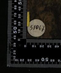 - (Jüdische Gemeinde zu Berlin), Etikett: Exemplarnummer; '51067'. 