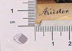 - (Küster, A. ), Von Hand: Autogramm; 'AKüster'.  (Prototyp)
