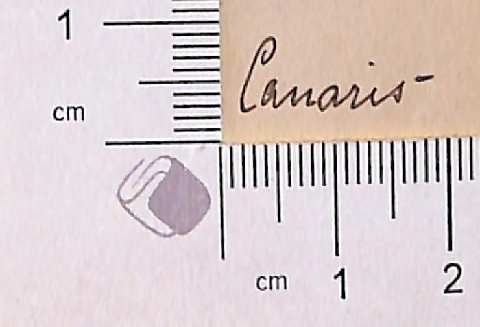 - (Canaris, Carl), Von Hand: Autogramm; 'Canaris'.  (Prototyp)