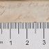 DLIT9883 : Trutz-Nachtigall (1812)
