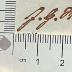 DLIT9957 : Gedichte (1821)
