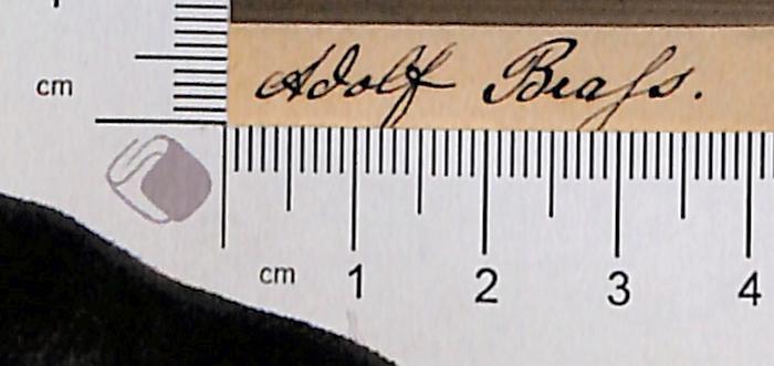 -, Von Hand: Autogramm; 'Adolf Brahs[?]' (Prototyp)