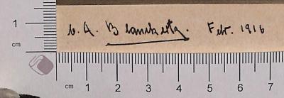 - (Blankertz), Von Hand: Autogramm; '[zwei unleserliche Buchstaben] Blanckertz. Febr. 1916'.  (Prototyp)