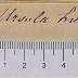 - (Liesegang, Ursula ), Von Hand: Autogramm; 'Ursula Liesegang'.  (Prototyp)