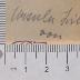 - (Liesegang, Ursula ), Von Hand: Autogramm; 'Ursula Liesegang'.  (Prototyp)