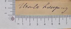 - (Liesegang, Ursula ), Von Hand: Autogramm; 'Ursula Liesegang'.  (Prototyp)