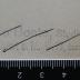 -, Stempel: Name; 'Otto Bonte, Oberlehrer Bielefeld Turnerstraße 6'