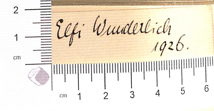 - (Wunderlich, Elfi), Von Hand: Autogramm; 'Elfi Wunderlich 1926'.  (Prototyp)