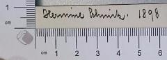 - (Schmitz, Hermine ), Von Hand: Autogramm; 'Hermine Schmitz'.  (Prototyp)