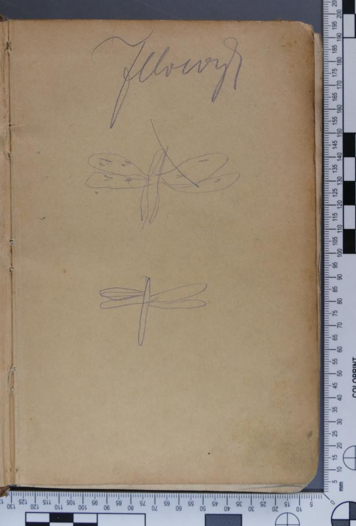 -, Von Hand: Abbildung; 'Zeichnungen von Libellen (oder ähnlichen Insekten)'