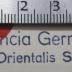 - (Jesuiten. Ostdeutsche Provinz), Stempel: Name, Berufsangabe/Titel/Branche, Ortsangabe; 'Provincia Germaniae
Orientalis S.J.'.  (Prototyp)