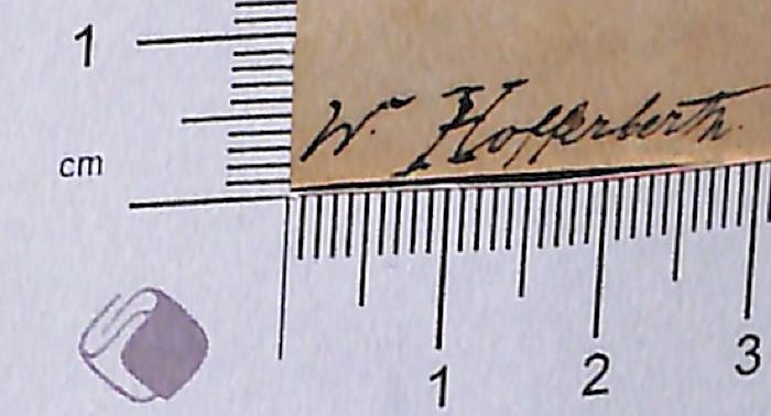 - (Hofferberth, W.), Von Hand: Autogramm; 'W. Hofferberth [?]'. 
