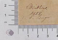 - (Borges, W.), Von Hand: Widmung, Datum; '"Matthias. 1855. für W. Borges", fliegendes Blatt recto'. 