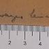 HHW1482 : Genealogisch-biographische Übersicht der Familie Scriba (1910)
