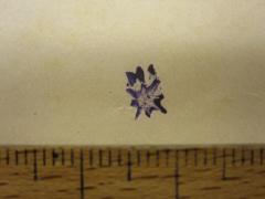 G45 / 3216 (Cohn, Margarete;unbekannt), Stempel: Initiale, Zeichen. 
