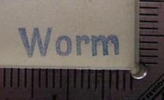 - (Worm, Dieter), Stempel: Name; 'Worm'. 