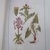 Kf 455: Praktischer Führer durch die heimische Pflanzenwelt : ein botanisches Handbuch für Naturfreunde ([1909])