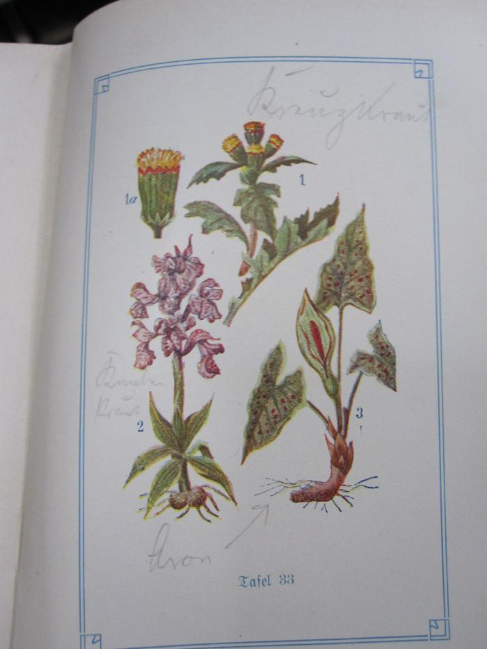 Kf 455: Praktischer Führer durch die heimische Pflanzenwelt : ein botanisches Handbuch für Naturfreunde ([1909]);G45 / 1459 (unbekannt), Von Hand: Annotation; 'Kreuzkraut
Knaben-Kraut
Aron -&gt;'. 
