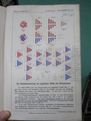 Kg 1497 b: Die Vererbungslehre in der biologie und in der Soziologie : ein Lehrbuch der naturwissenschaftlichen Vererbungslehre und ihrer Anwendungen auf den Gebieten der Medizin, der Genealogie und der Politik : zugleich zweite Auflage der Schrift über die Vererbungslehre in der Biologie (1918);G45 / 3177 (Marx, Alfred), Von Hand: Annotation. 