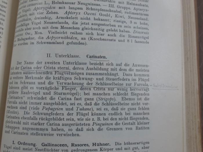 X 4170 aa, Ers.: Lehrbuch der Zoologie (1916);G45II / 2404 (unbekannt), Von Hand: Annotation, Notiz; 'Gabelknochen'. 