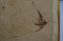 - (Frish, Avraham Ben Tsion), Übermalt: Name; '[..]אב [...] פרור '. 