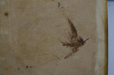 Asch7224 : פירוש על נביאים אחרונים (1641);- (Frish, Avraham Ben Tsion), Übermalt: Name; '[..]אב [...] פרור '. 