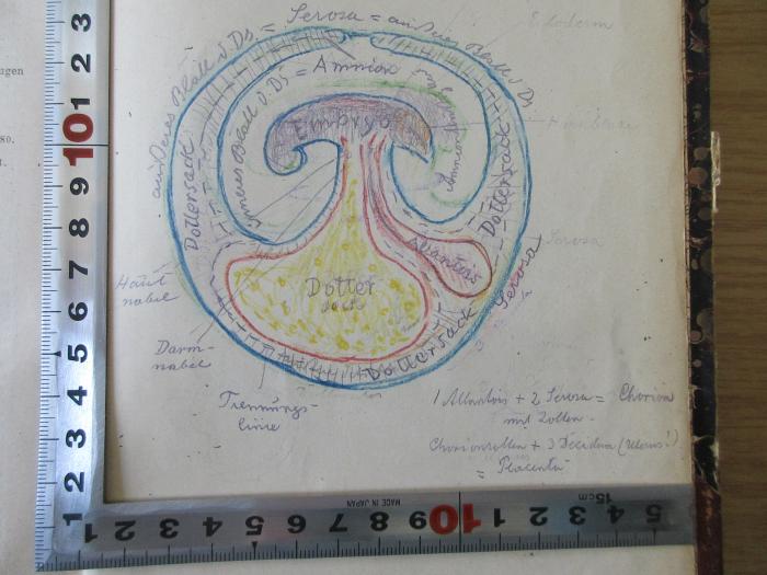 18/79/13481(1) : Lehrbuch der Zoologie (1902);-, Von Hand: Abbildung; 'schematische Zeichnung einer Placenta mit Bezeichnungen der Teile'